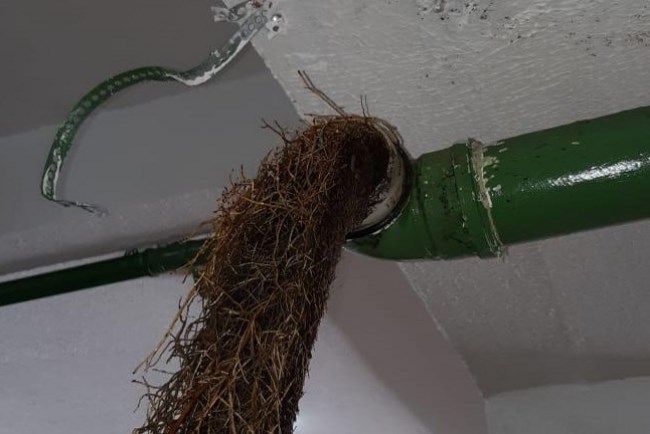 Como Tirar Raiz da Tubulação em Piracicaba Como Tirar Raiz da Tubulação em Piracicaba